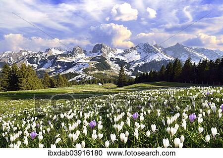 "Flowering crocus meadow with storm clouds above the Bernese Alps, Nunenenflue, Gantrisch, Ochsen, Gurnigel pass, Canton of Bern, Switzerland, Europe" View Large Photo Image Stock Image - "Flowering crocus meadow with storm clouds above the Bernese Alps, Nunenenflue, Gantrisch, Ochsen, Gurnigel pass, Canton of Bern, Switzerland, Europe". Fotosearch