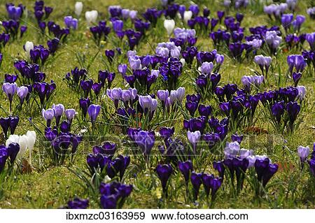 "Flowering crocuses (Crocus) on a lawn in Erlangen city park, Erlangen, Middle Franconia, Bavaria, Germany, Europe" View Large Photo Image Stock Photo - "Flowering crocuses (Crocus) on a lawn in Erlangen city park, Erlangen, Middle Franconia, Bavaria, Germany, Europe". Fotosearch