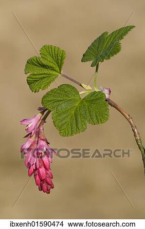 "Flowering currant, Red-flowering currant (Ribes sanguineum)" View Large Photo Image Picture - "Flowering currant, Red-flowering currant (Ribes sanguineum)". Fotosearch