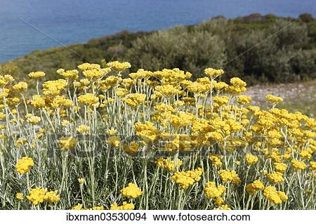 "Flowering Curry Plant (Helichrysum italicum), Dilek National Park, Kusadasi, Aydin province, Aegean region, Turkey, Asia" View Large Photo Image Picture - "Flowering Curry Plant (Helichrysum italicum), Dilek National Park, Kusadasi, Aydin province, Aegean region, Turkey, Asia". Fotosearch