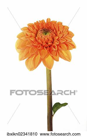 Stock Image - Flowering Dahlia (Dahlia). Fotosearch