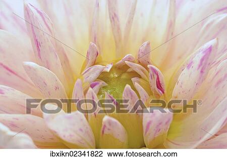 Stock Image - Flowering Dahlia (Dahlia). Fotosearch