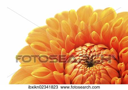 Flowering Dahlia (Dahlia) View Large Photo Image Stock Image - Flowering Dahlia (Dahlia). Fotosearch