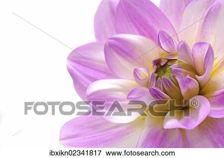 Flowering Dahlia (Dahlia) View Large Photo Image Stock Photo - Flowering Dahlia (Dahlia). Fotosearch
