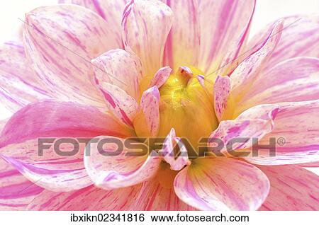 Flowering Dahlia (Dahlia) View Large Photo Image Stock Photograph - Flowering Dahlia (Dahlia). Fotosearch