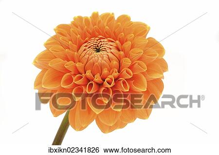 Flowering Dahlia (Dahlia) View Large Photo Image Stock Photograph - Flowering Dahlia (Dahlia). Fotosearch