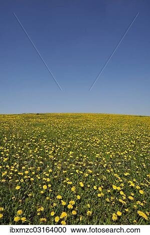 "Flowering dandelion meadow (Taraxacum) against a blue sky, Weiher, Middle Franconia, Bavaria, Germany, Europe" View Large Photo Image Stock Image - "Flowering dandelion meadow (Taraxacum) against a blue sky, Weiher, Middle Franconia, Bavaria, Germany, Europe". Fotosearch