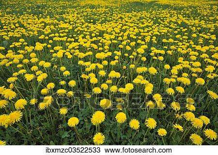 "Flowering dandelion meadow (Taraxacum sect. Ruderalia), Weissenohe, Franconian Switzerland, Upper Franconia, Bavaria, Germany, Europe" View Large Photo Image Stock Image - "Flowering dandelion meadow (Taraxacum sect. Ruderalia), Weissenohe, Franconian Switzerland, Upper Franconia, Bavaria, Germany, Europe". Fotosearch