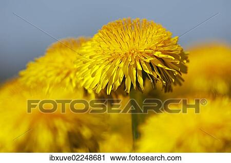 Flowering Dandelion (Taraxacum officinale) View Large Photo Image Stock Image - Flowering Dandelion (Taraxacum officinale). Fotosearch
