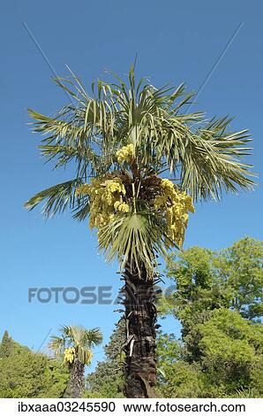 "Flowering Date palm (Phoenix dactylifera), Crimea, Ukraine, Europe" View Large Photo Image Stock Image - "Flowering Date palm (Phoenix dactylifera), Crimea, Ukraine, Europe". Fotosearch