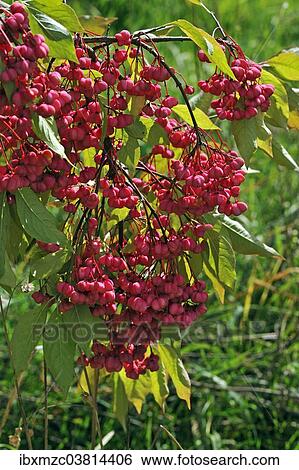 "Flowering European spindle (Euonymus europaeus), Mecklenburg-Vorpommern, Germany, Europe" View Large Photo Image Stock Photograph - "Flowering European spindle (Euonymus europaeus), Mecklenburg-Vorpommern, Germany, Europe". Fotosearch