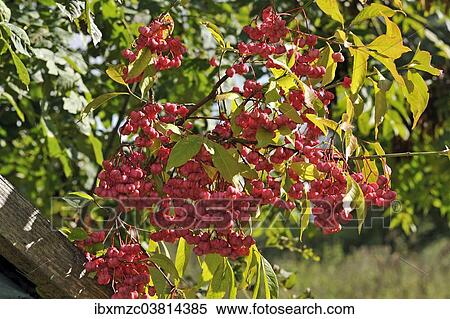 "Flowering European spindle (Euonymus europaeus), Mecklenburg-Vorpommern, Germany, Europe" View Large Photo Image Stock Photography - "Flowering European spindle (Euonymus europaeus), Mecklenburg-Vorpommern, Germany, Europe". Fotosearch