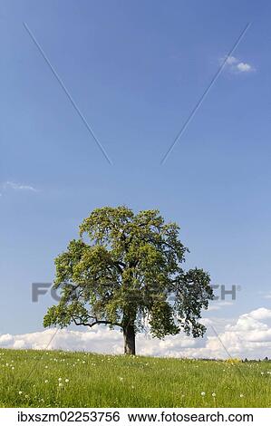 "Flowering fruit tree on a green meadow, Sommeri, Thurgau, Switzerland, Europe" View Large Photo Image Stock Photograph - "Flowering fruit tree on a green meadow, Sommeri, Thurgau, Switzerland, Europe". Fotosearch
