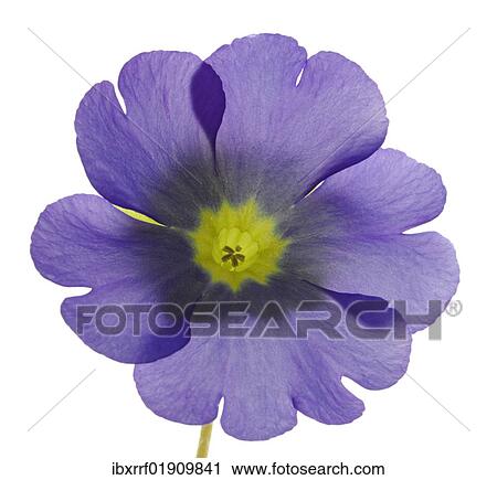 Stock Image - Flowering German Primrose (Primula obconica). Fotosearch