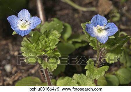 "Flowering Germander Speedwell or Bird's-eye Speedwell (Veronica chamaedrys), Untergroningen, Abtsgmuend, Baden-Wurttemberg, Germany, Europe" View Large Photo Image Stock Photo - "Flowering Germander Speedwell or Bird's-eye Speedwell (Veronica chamaedrys), Untergroningen, Abtsgmuend, Baden-Wurttemberg, Germany, Europe". Fotosearch