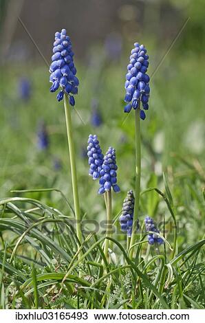 "Flowering Grape Hyacinths (Muscari botryoides), Untergroningen, Abtsgmuend, Baden-Wurttemberg, Germany, Europe" View Large Photo Image Stock Image - "Flowering Grape Hyacinths (Muscari botryoides), Untergroningen, Abtsgmuend, Baden-Wurttemberg, Germany, Europe". Fotosearch