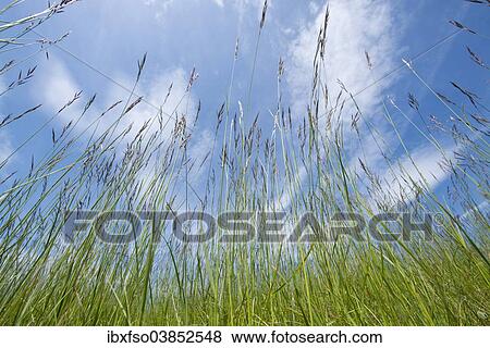 "Flowering Grasses (Poaceae), Thuringia, Germany, Europe" View Large Photo Image Stock Photo - "Flowering Grasses (Poaceae), Thuringia, Germany, Europe". Fotosearch