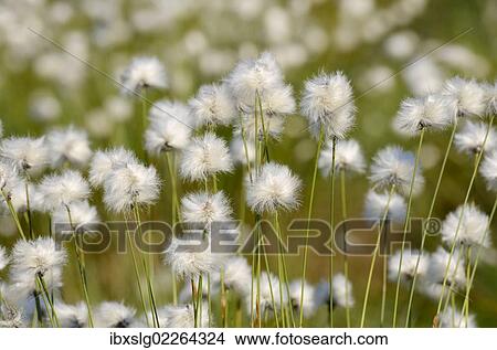 "Flowering Hare's-tail Cottongrass, Tussock Cottongrass or Sheathed Cottonsedge (Eriophorum vaginatum), Grundbeckenmoor near Rosenheim, alpine upland, Bavaria, Germany, EUrope, Europe" View Large Photo Image Picture - "Flowering Hare's-tail Cottongrass, Tussock Cottongrass or Sheathed Cottonsedge (Eriophorum vaginatum), Grundbeckenmoor near Rosenheim, alpine upland, Bavaria, Germany, EUrope, Europe". Fotosearch