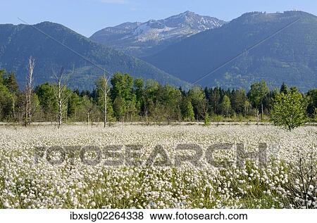 "Flowering Hare's-tail Cottongrass, Tussock Cottongrass or Sheathed Cottonsedge (Eriophorum vaginatum), carpet of flowering grass, mountains at back, Grundbeckenmoor near Rosenheim, alpine upland, Bavaria, Germany, EUrope, Europe" View Large Photo Image Stock Photo - "Flowering Hare's-tail Cottongrass, Tussock Cottongrass or Sheathed Cottonsedge (Eriophorum vaginatum), carpet of flowering grass, mountains at back, Grundbeckenmoor near Rosenheim, alpine upland, Bavaria, Germany, EUrope, Europe". Fotosearch