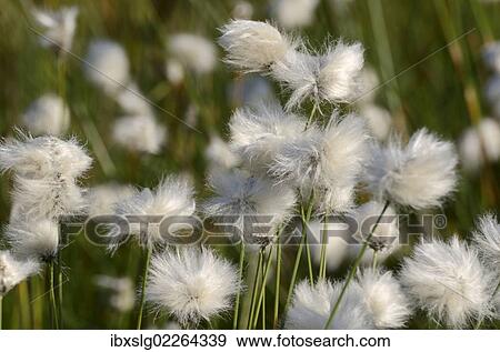 "Flowering Hare's-tail Cottongrass, Tussock Cottongrass or Sheathed Cottonsedge (Eriophorum vaginatum), Grundbeckenmoor near Rosenheim, alpine upland, Bavaria, Germany, EUrope, Europe" View Large Photo Image Stock Photo - "Flowering Hare's-tail Cottongrass, Tussock Cottongrass or Sheathed Cottonsedge (Eriophorum vaginatum), Grundbeckenmoor near Rosenheim, alpine upland, Bavaria, Germany, EUrope, Europe". Fotosearch