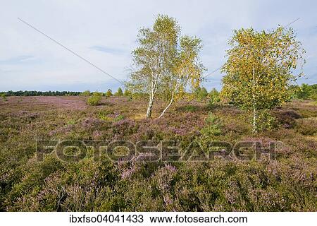 "Flowering Heather (Calluna vulgaris) and Silver Birches (Betula pendula) with autumnal foliage, Luneburg Heath Nature Reserve, Lower Saxony, Germany, Europe" View Large Photo Image Stock Image - "Flowering Heather (Calluna vulgaris) and Silver Birches (Betula pendula) with autumnal foliage, Luneburg Heath Nature Reserve, Lower Saxony, Germany, Europe". Fotosearch