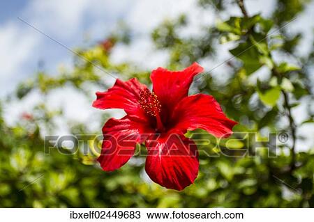 Stock Image - "Flowering Hibiscus or Mallow (Hibiscus), Turkey, Asia". Fotosearch
