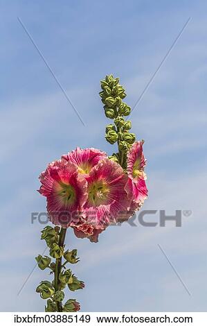 "Flowering Hollyhock (Alcea rosea), Bavaria, Germany, Europe" View Large Photo Image Stock Photo - "Flowering Hollyhock (Alcea rosea), Bavaria, Germany, Europe". Fotosearch