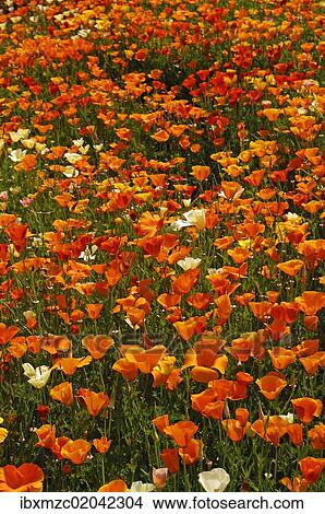 Flowering Iceland poppies (Papaver nudicaule) with rain drops View Large Photo Image Picture - Flowering Iceland poppies (Papaver nudicaule) with rain drops. Fotosearch