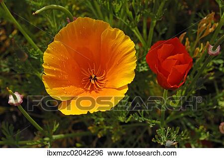 Flowering Iceland poppies (Papaver nudicaule) with rain drops View Large Photo Image Stock Photograph - Flowering Iceland poppies (Papaver nudicaule) with rain drops. Fotosearch