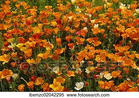 Flowering Iceland poppies (Papaver nudicaule) with rain drops View Large Photo Image Stock Photography - Flowering Iceland poppies (Papaver nudicaule) with rain drops. Fotosearch