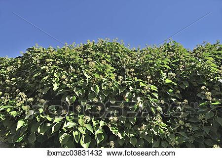 "Flowering Ivy hedge (Hedera helix), Immenstadt, Bavaria, Germany, Europe" View Large Photo Image Stock Image - "Flowering Ivy hedge (Hedera helix), Immenstadt, Bavaria, Germany, Europe". Fotosearch