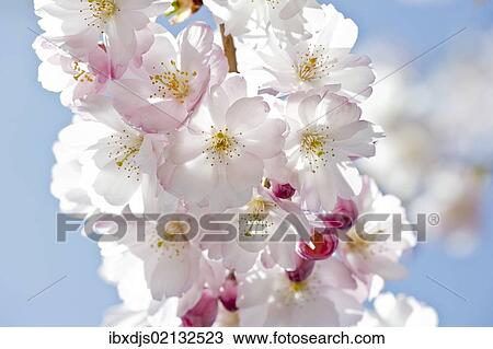 Stock Image - Flowering Japanese Cherry Tree (Prunus serrulata). Fotosearch