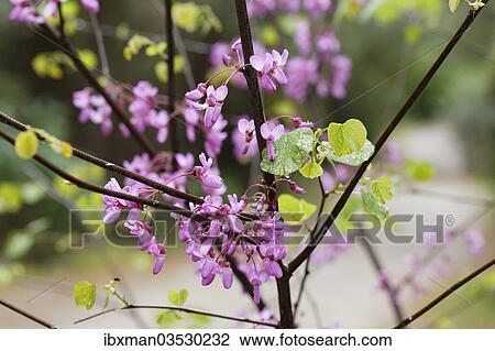 "Flowering Judas Tree (Cercis siliquastrum), Dilek National Park, Kusadasi, Aydin province, Aegean region, Turkey, Asia" View Large Photo Image Stock Image - "Flowering Judas Tree (Cercis siliquastrum), Dilek National Park, Kusadasi, Aydin province, Aegean region, Turkey, Asia". Fotosearch