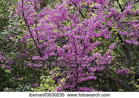 "Flowering Judas Tree (Cercis siliquastrum), Dilek National Park, Kusadasi, Aydin province, Aegean region, Turkey, Asia" View Large Photo Image Stock Photography - "Flowering Judas Tree (Cercis siliquastrum), Dilek National Park, Kusadasi, Aydin province, Aegean region, Turkey, Asia". Fotosearch