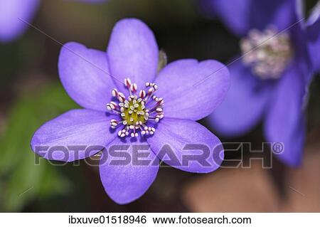 Flowering Kidneywort Liverwort Liverleaf Pennywort Common Hepatica (Hepatica nobilis) (Anemone hepatica) protected species medicinal plant View Large Photo Image Stock Photograph - Flowering Kidneywort Liverwort Liverleaf Pennywort Common Hepatica (Hepatica nobilis) (Anemone hepatica) protected species medicinal plant. Fotosearch
