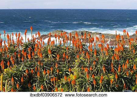 "Flowering Krantz Aloe or Candelabra Aloe (Aloe arborescens) on the coast of the Indian Ocean, Garden Route National Park, Cacadu, Eastern Cape Province, South Africa, Africa" View Large Photo Image Stock Image - "Flowering Krantz Aloe or Candelabra Aloe (Aloe arborescens) on the coast of the Indian Ocean, Garden Route National Park, Cacadu, Eastern Cape Province, South Africa, Africa". Fotosearch