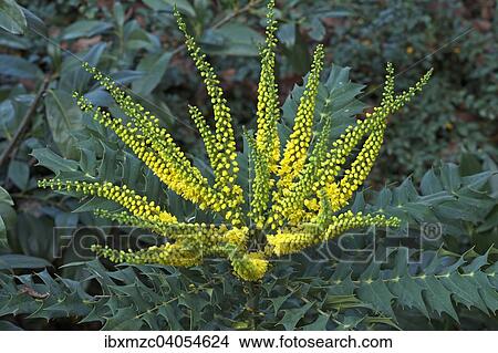 "Flowering Mahonia (Mahonia japonica), Bavaria, Germany, Europe" View Large Photo Image Picture - "Flowering Mahonia (Mahonia japonica), Bavaria, Germany, Europe". Fotosearch