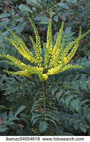 "Flowering Mahonia (Mahonia japonica), Bavaria, Germany, Europe" View Large Photo Image Stock Photo - "Flowering Mahonia (Mahonia japonica), Bavaria, Germany, Europe". Fotosearch