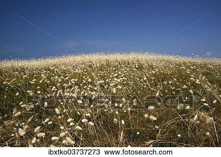 "Flowering marram grass, Noirmoutier-en-l? ÇÖIle, Ile de Noirmoutier, Pays de la Loire, France, Europe" View Large Photo Image Stock Image - "Flowering marram grass, Noirmoutier-en-l? ÇÖIle, Ile de Noirmoutier, Pays de la Loire, France, Europe". Fotosearch