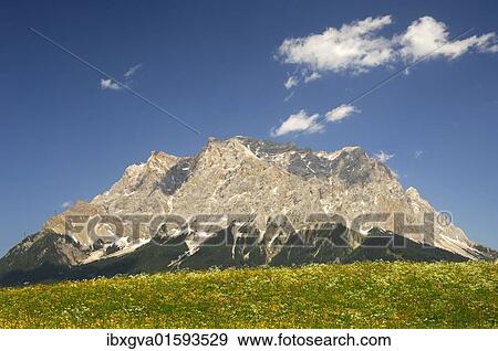 "Flowering meadow at the foot of the Wetterstein Mountains with Zugspitze Mountain, Ehrwald, Tyrol, Austria, Europe" View Large Photo Image Stock Photo - "Flowering meadow at the foot of the Wetterstein Mountains with Zugspitze Mountain, Ehrwald, Tyrol, Austria, Europe". Fotosearch