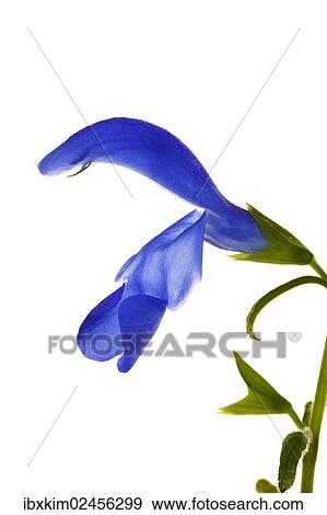 Flowering Meadow Clary or Meadow Sage (Salvia pratensis) View Large Photo Image Stock Photo - Flowering Meadow Clary or Meadow Sage (Salvia pratensis). Fotosearch