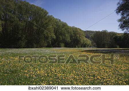"Flowering meadow near the Kratzmuehle, Beilngries, Altmuehltal valley, Bavaria, Germany, Europe" View Large Photo Image Stock Image - "Flowering meadow near the Kratzmuehle, Beilngries, Altmuehltal valley, Bavaria, Germany, Europe". Fotosearch