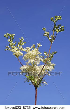 Stock Photography - "Flowering Meadowsweet, Mead wort (Filipendula ulmaria), wild plant, wetland plant". Fotosearch