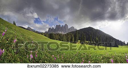 "Flowering mountain pasture after a thunderstorm at Zanser Alm alp with the Geisler Group, Odle Mountains, Santa Maddalena, Dolomites, South Tyrol, Italy, Europe" View Large Photo Image Stock Photography - "Flowering mountain pasture after a thunderstorm at Zanser Alm alp with the Geisler Group, Odle Mountains, Santa Maddalena, Dolomites, South Tyrol, Italy, Europe". Fotosearch
