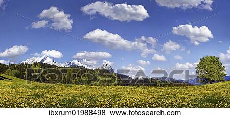 "Flowering mountain pasture underneath blue sky with white clouds, Zugspitze massif near Partenkirchen, Partenkirchen-Eckbauer, Bavaria, Germany, Europe" View Large Photo Image Stock Photo - "Flowering mountain pasture underneath blue sky with white clouds, Zugspitze massif near Partenkirchen, Partenkirchen-Eckbauer, Bavaria, Germany, Europe". Fotosearch