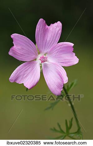 Stock Photography - "Flowering Musk-Mallow (Malva moschata), medicinal plant". Fotosearch