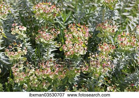 Stock Photo - "Flowering Myrtle Spurge (Euphorbia myrsinites), Dilek National Park, Kusadasi, Aydin province, Aegean region, Turkey, Asia". Fotosearch