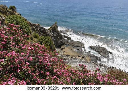 "Flowering oleander (Nerium oleander) on the coast, Turkish Riviera, Alanya, Antalya province, Cilicia, Turkey, Asia" View Large Photo Image Stock Photography - "Flowering oleander (Nerium oleander) on the coast, Turkish Riviera, Alanya, Antalya province, Cilicia, Turkey, Asia". Fotosearch