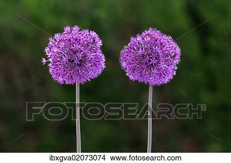 "Flowering onion (Alium aflatunense), Europe" View Large Photo Image Picture - "Flowering onion (Alium aflatunense), Europe". Fotosearch