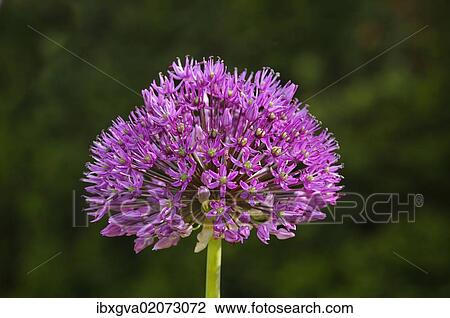 "Flowering onion (Alium aflatunense), Europe" View Large Photo Image Stock Image - "Flowering onion (Alium aflatunense), Europe". Fotosearch